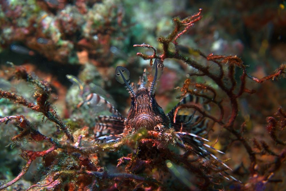 The invader of the reef
