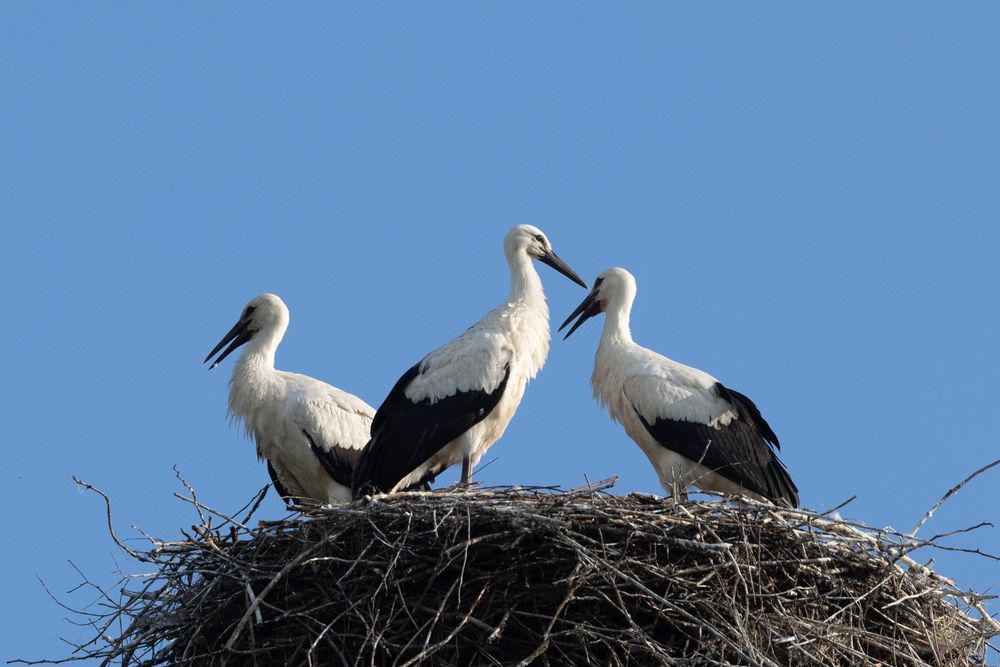 Три аистёнка