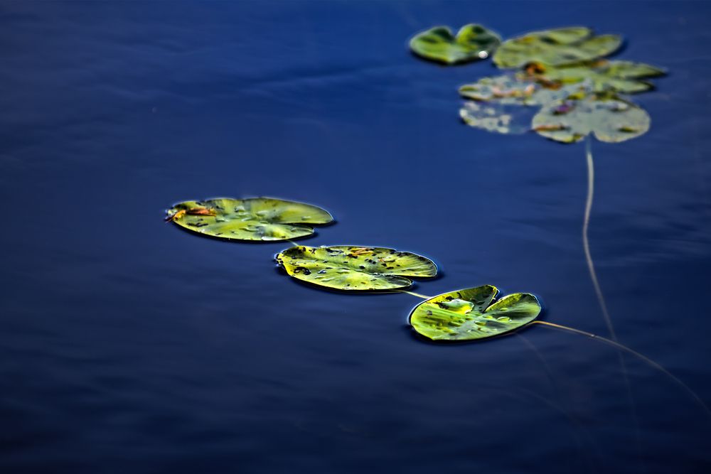 Фотография автора Ксения Рябухина