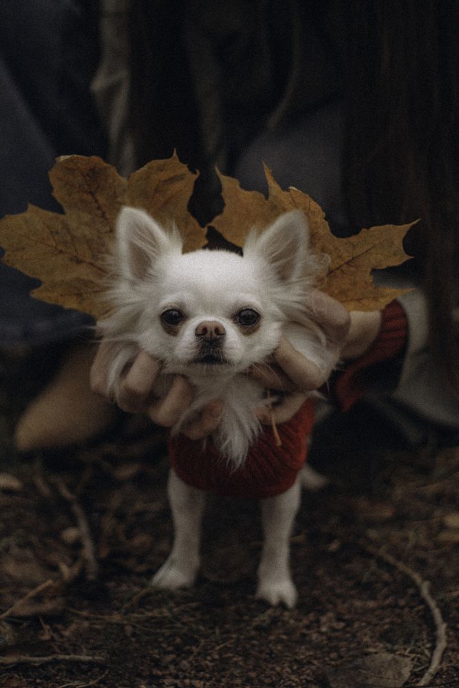 Photograph by Елизавета Евстифеева