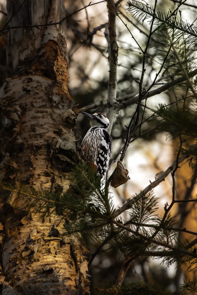 Фотография автора Павел Ващилов