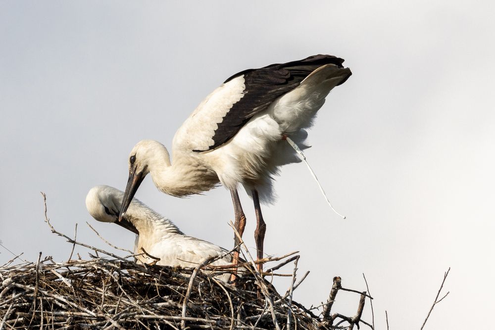 Природная реальность