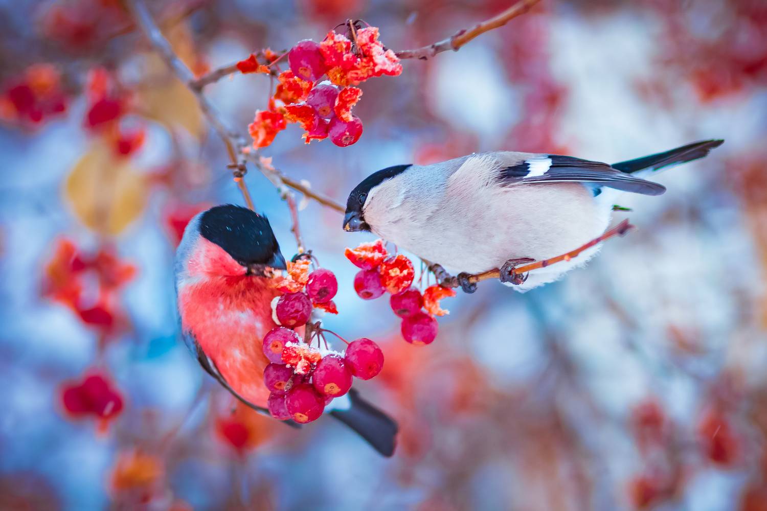 Фотография #13183089