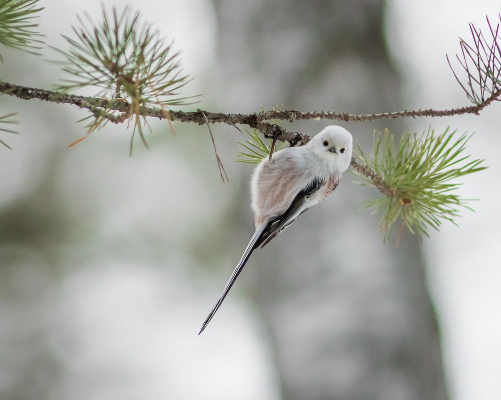 Фотография автора Суслов Дмитрий
