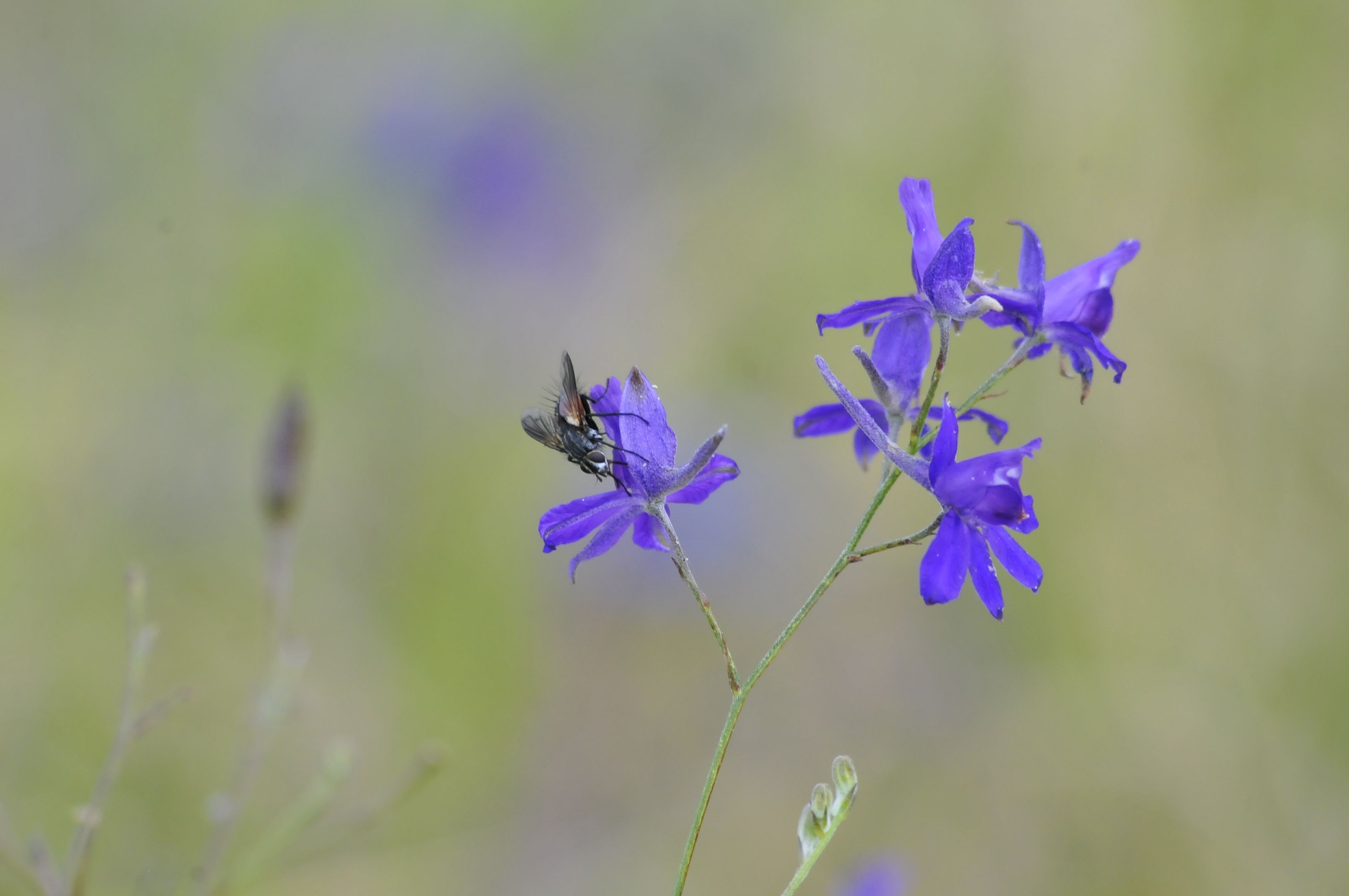 Photograph by Дерезюк Юрий Александрович
