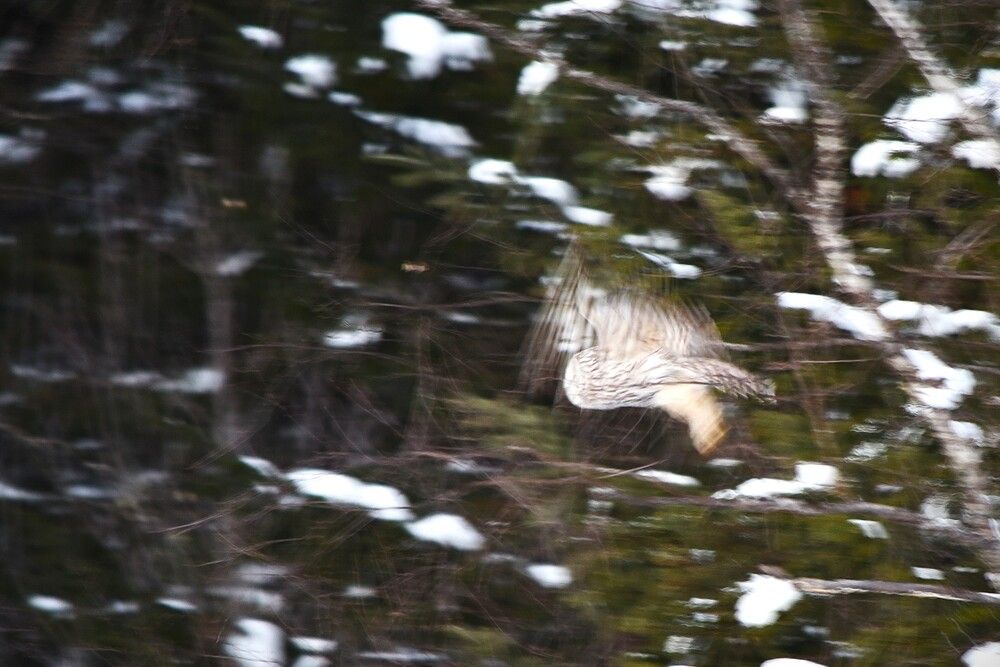 Photograph by Наталья Сорокина