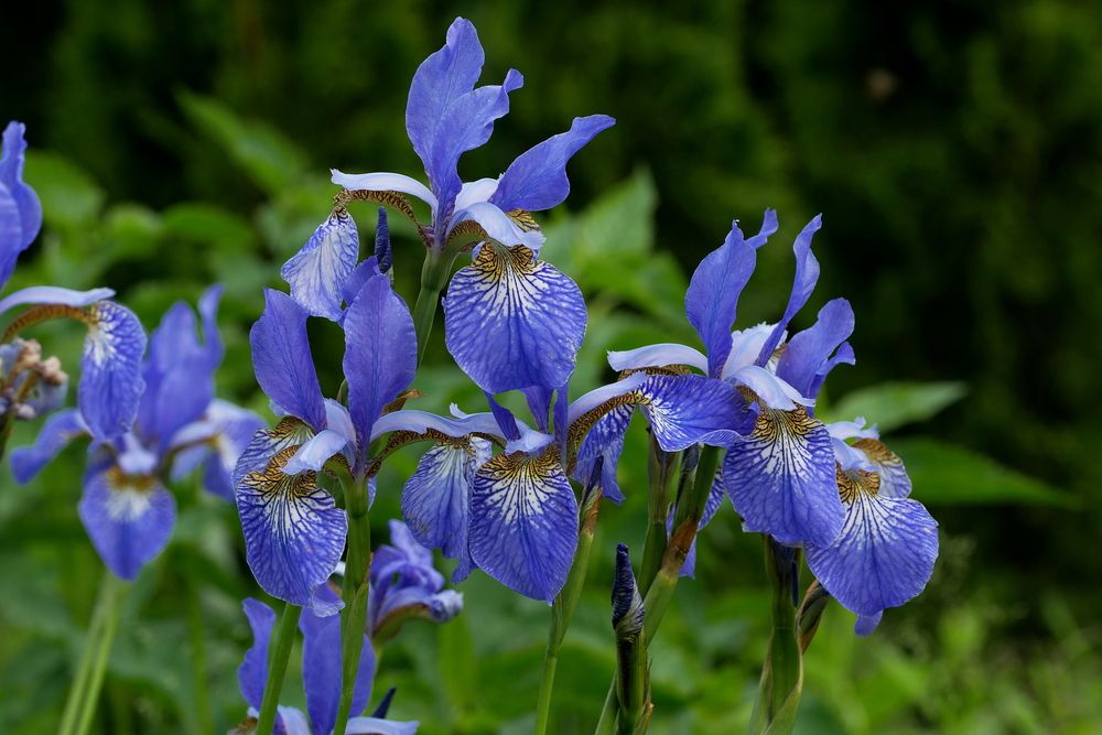 Фотография автора Владимир Лобанов