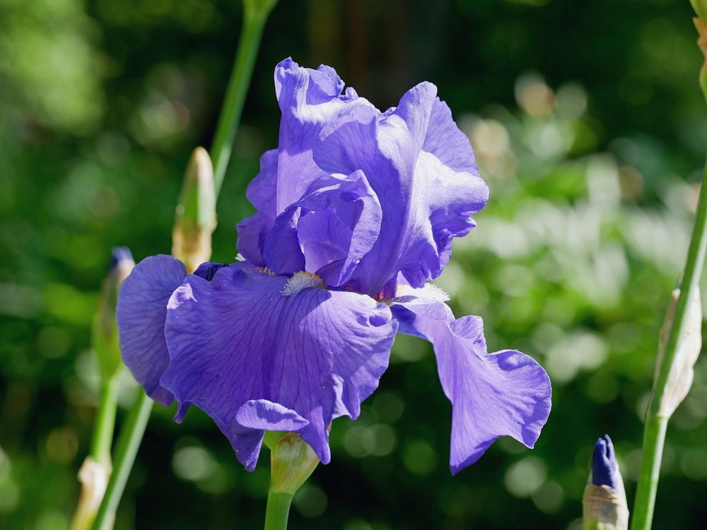 Фотография автора Владимир Лобанов