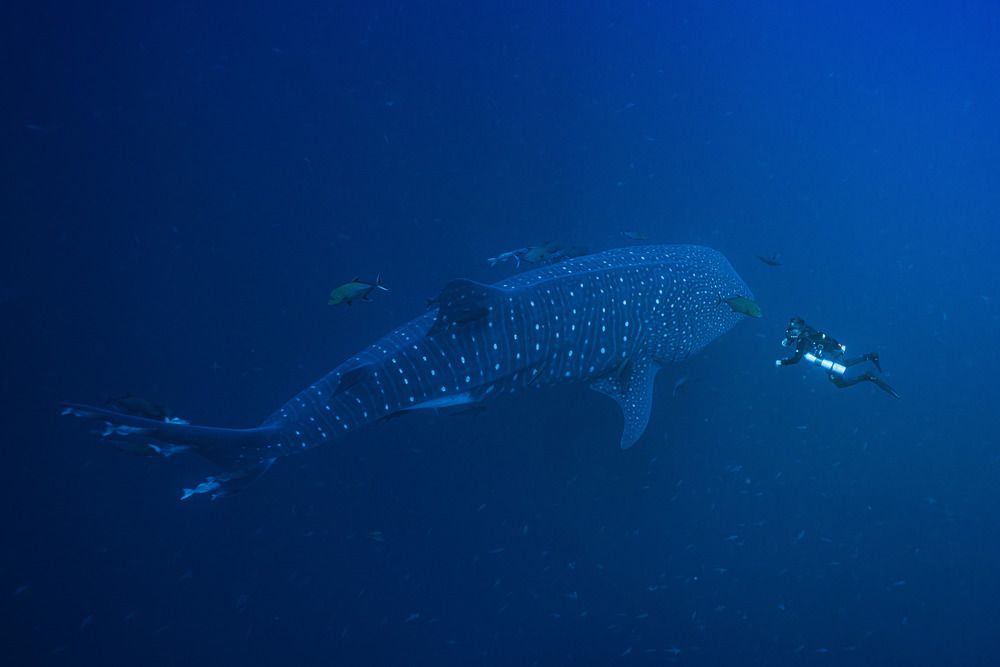 Photograph by Gabriel Vieira Costa