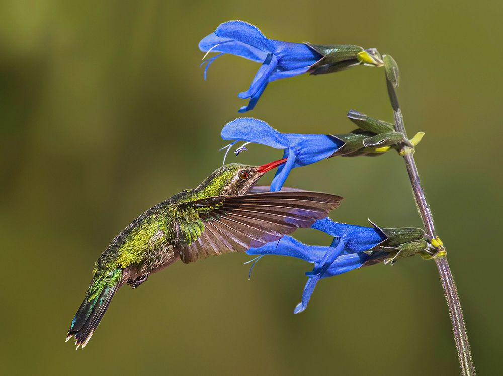 Photograph by Mario Fiorucci