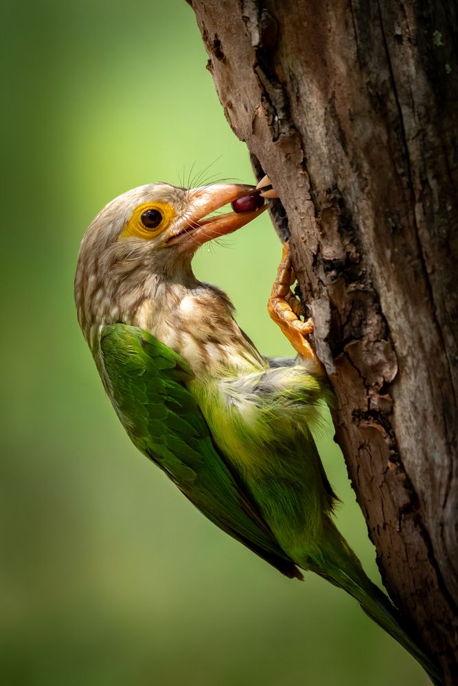 Hungry Nestling Waits