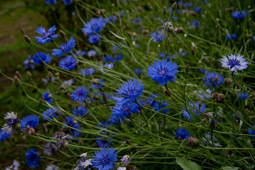 Photograph by Нина Малютина