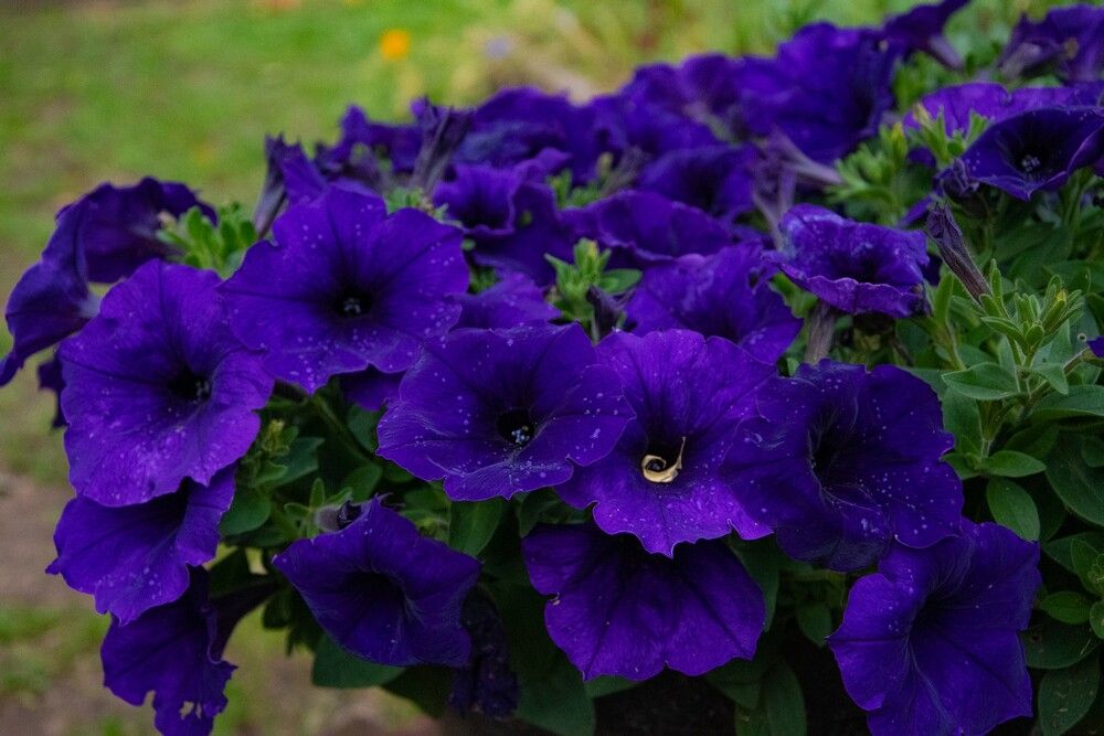 Photograph by Нина Малютина