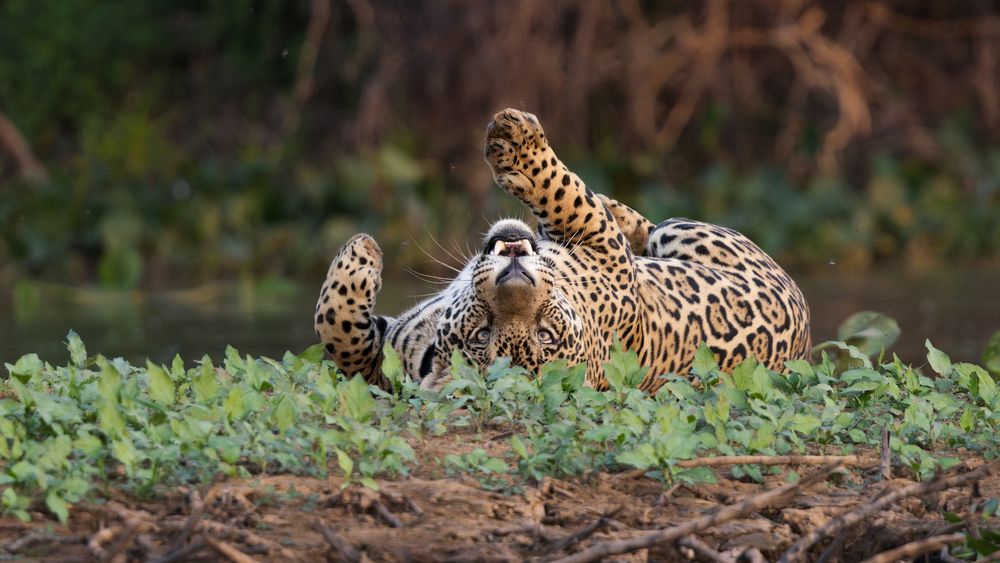 Pantanal