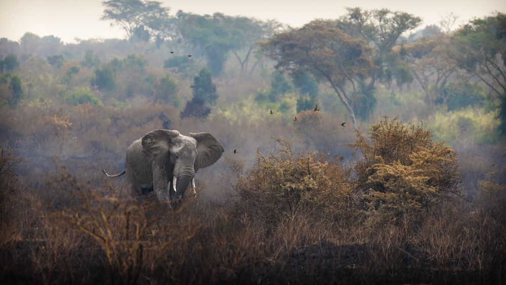 Into the bush