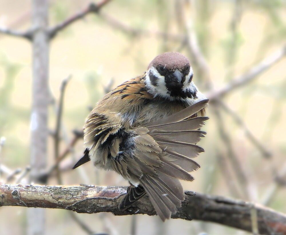 Воробьиное фламенко