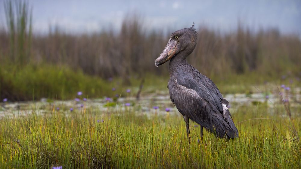 Shoebill