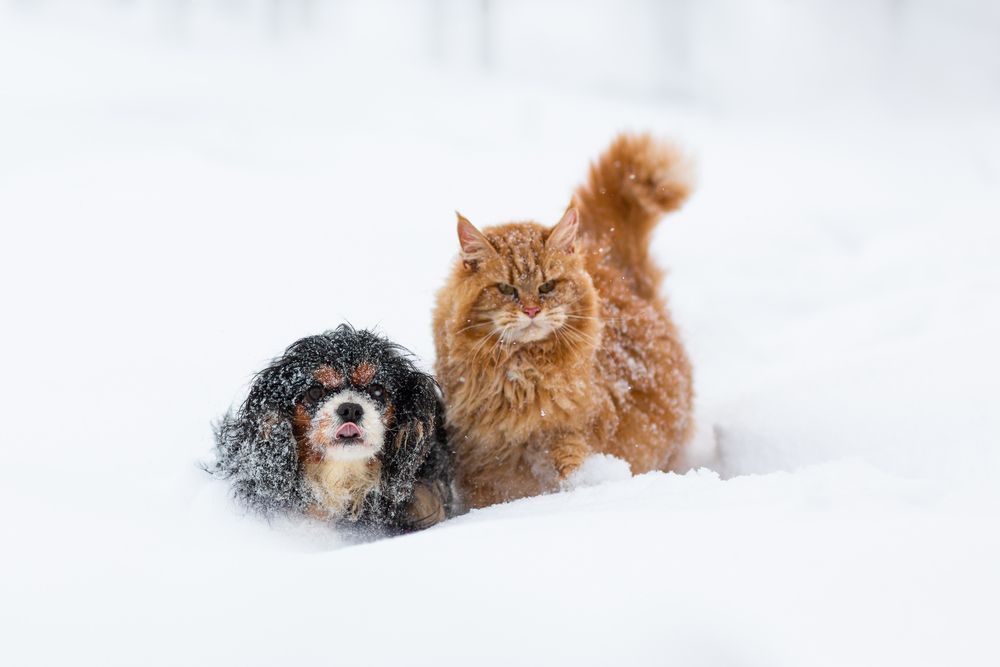 Два сердца, одно стремление: история кошачьей гордости и собачьей верности