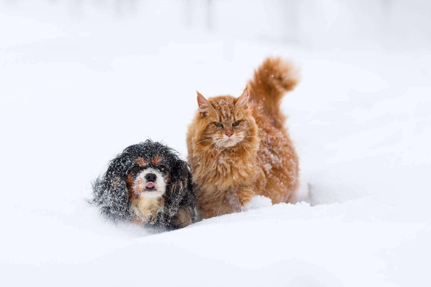 Два сердца, одно стремление: история кошачьей гордости и собачьей верности
