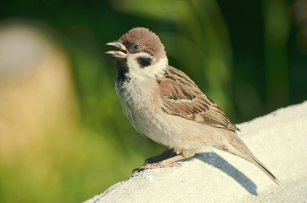 Photograph by Соколова Елена