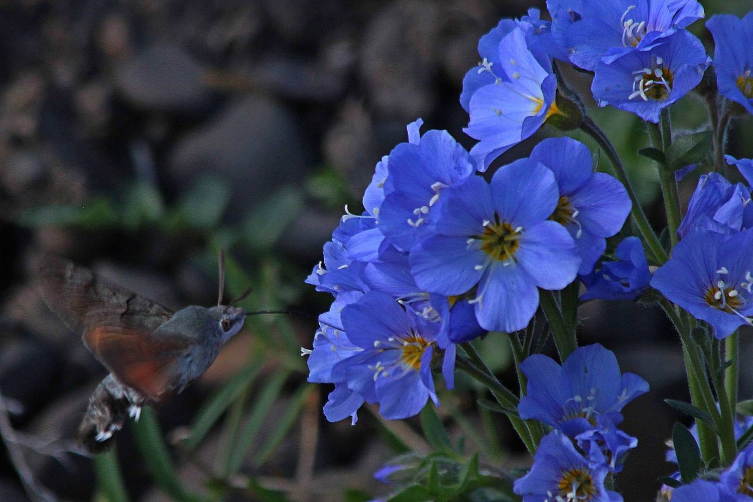 Фотография #13183770