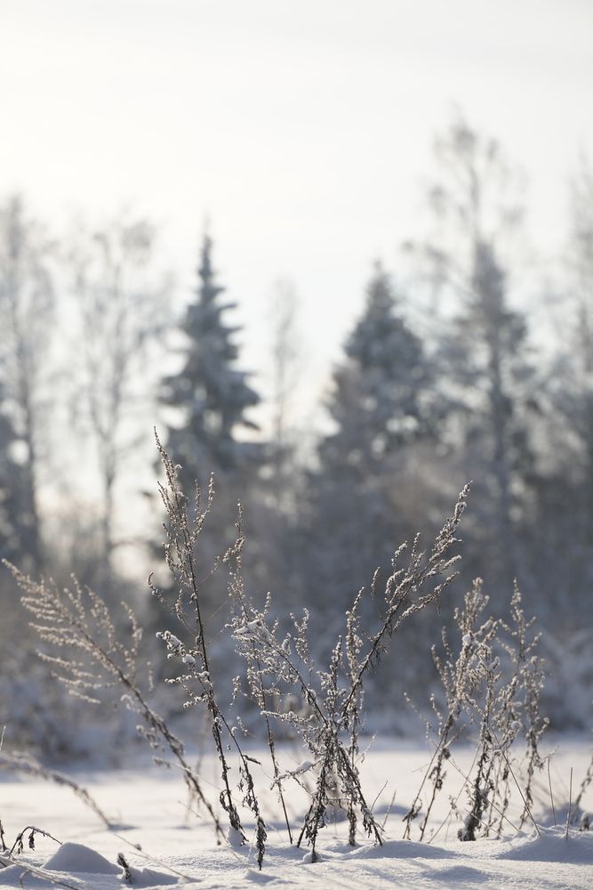 Photograph by Марина Аникина