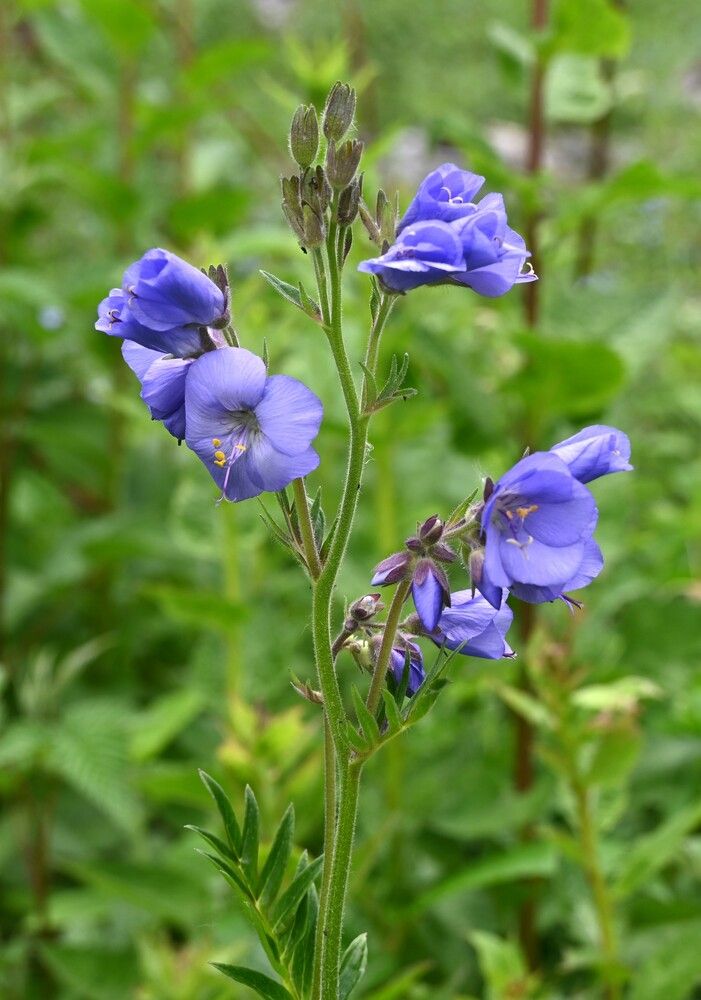 Blue Whispers in Green Calm ??