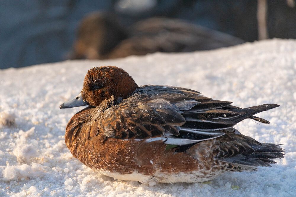 Photograph by Svetlana Porokhovnikova