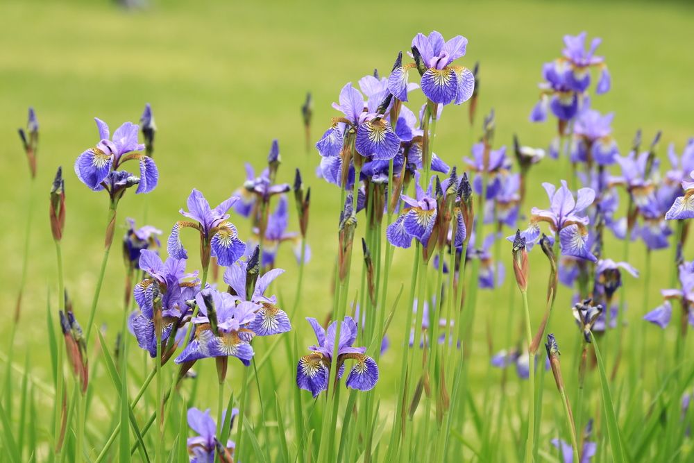 Photograph by Елена Николаева