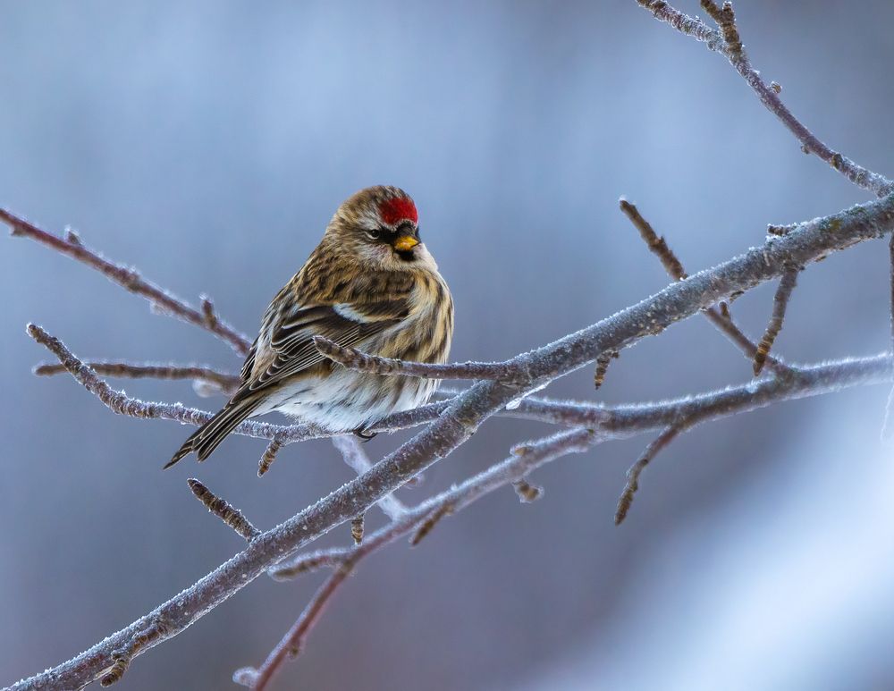 Photograph by Fredrick N Knopp