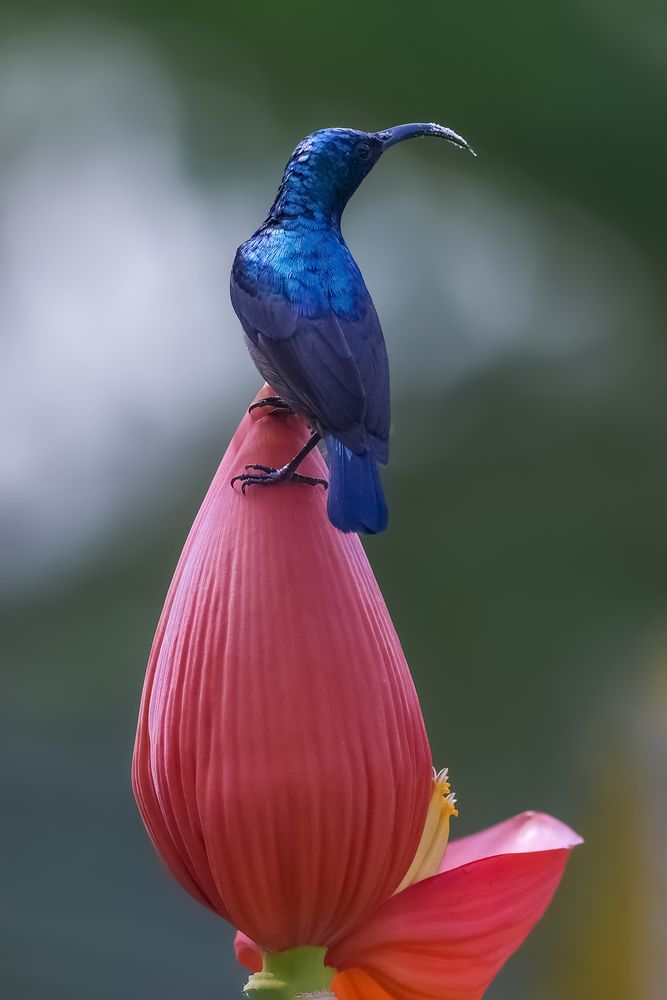 Фотография автора Suresh S S