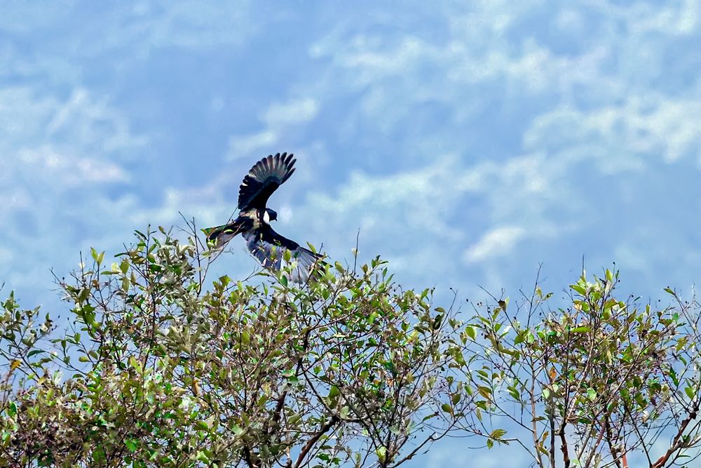 Фотография автора Suresh S S