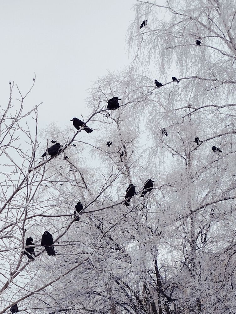 Photo #13184309