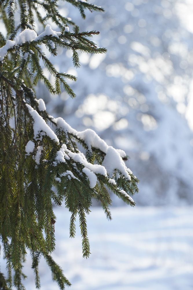 Photograph by Марина Аникина