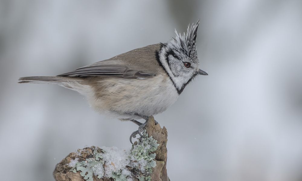 Хохлатая синица