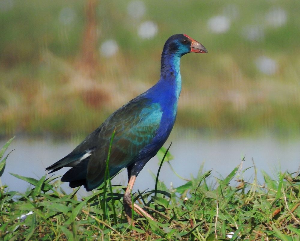 Photograph by SAYAK BHATTACHARJEE