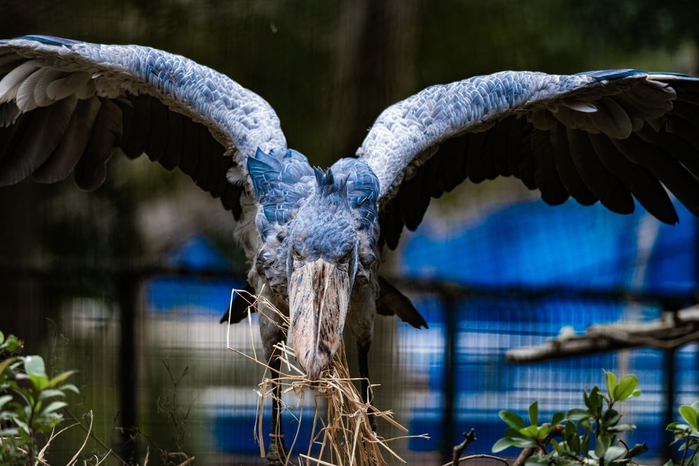 Photograph by 音無