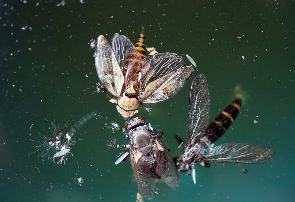 Photograph by Лена Максимкина