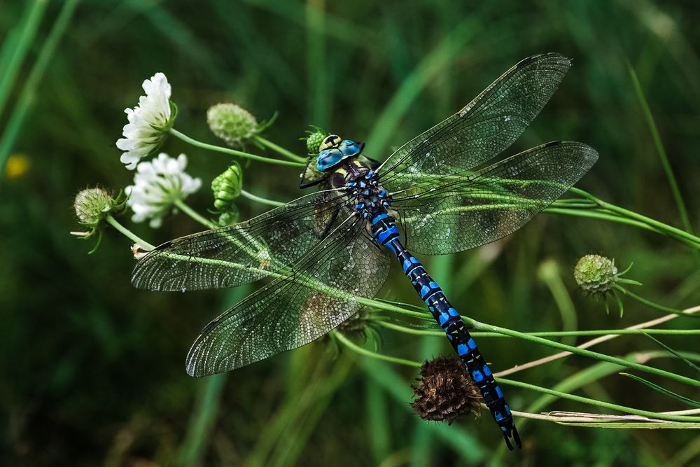 Photograph by Mark Devender