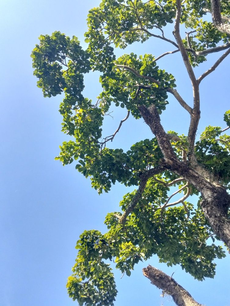 Фотография автора Adal Adams Adal