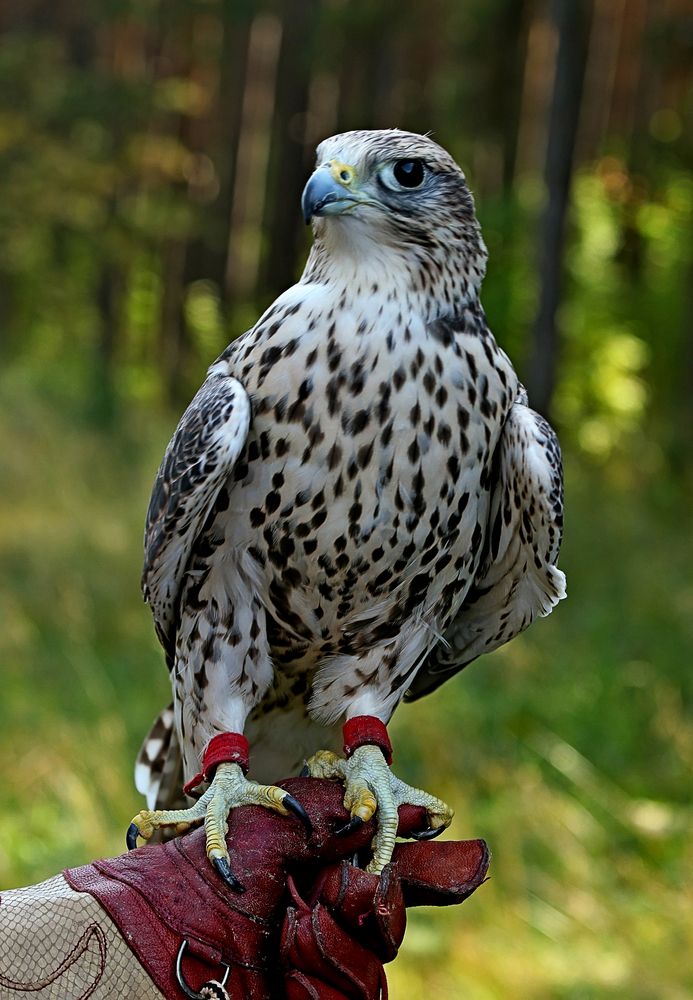 Photograph by Николай Диордиев