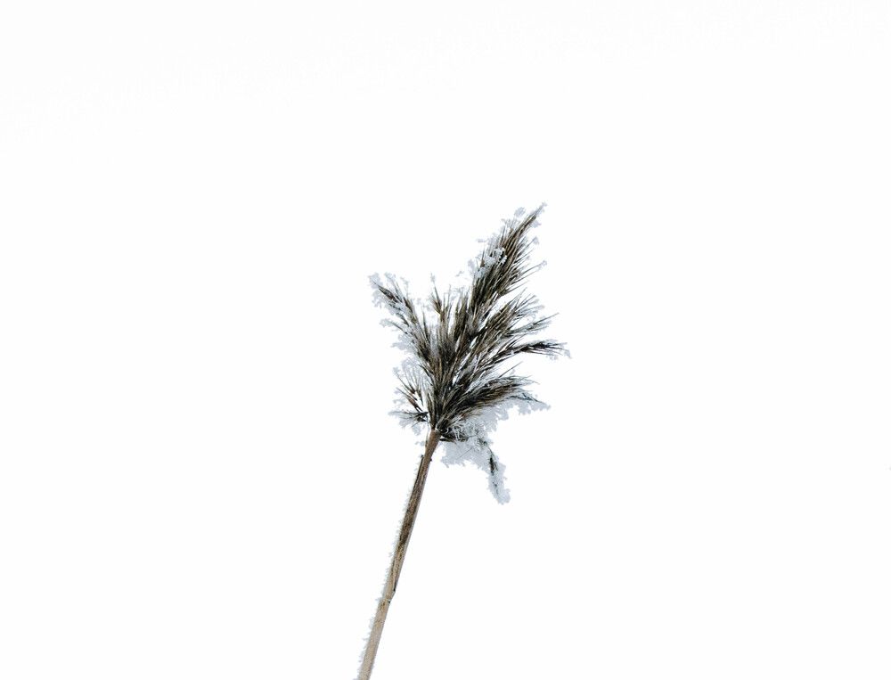 Photograph by Svetlana Porokhovnikova