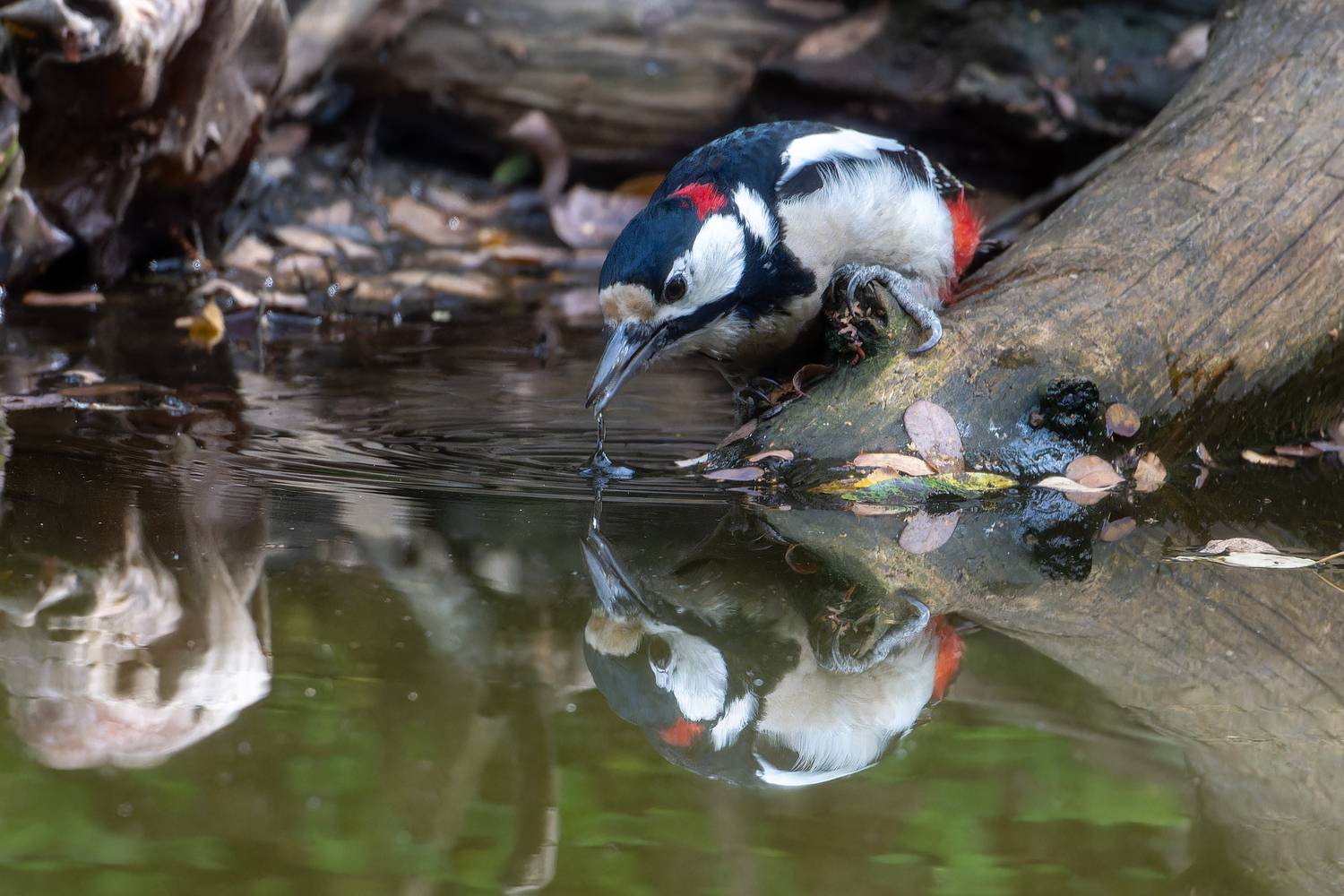 Пьющий дятел