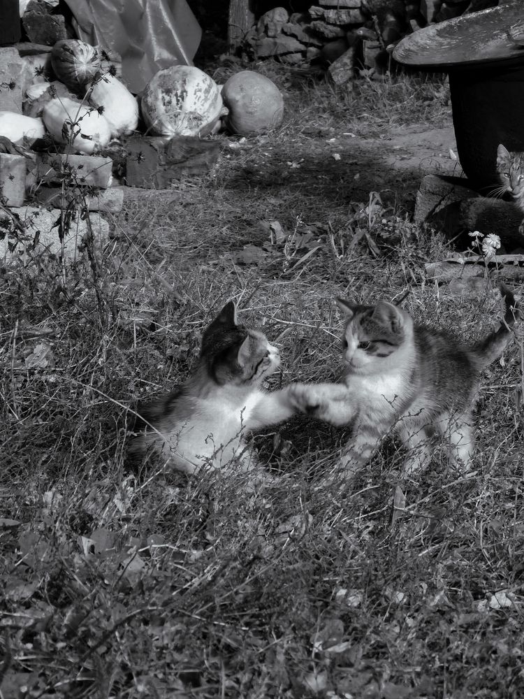 Photograph by Plesa Ioan Dan