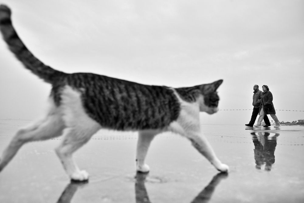 Фотография автора Vladimir Shish