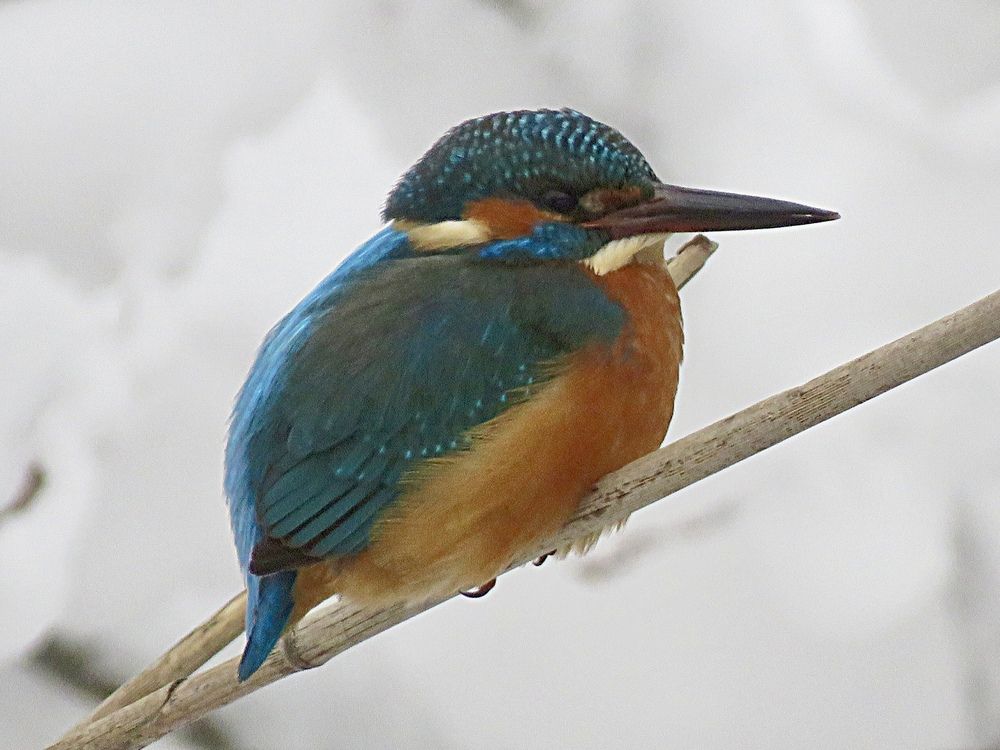 Photograph by Галина Пименова