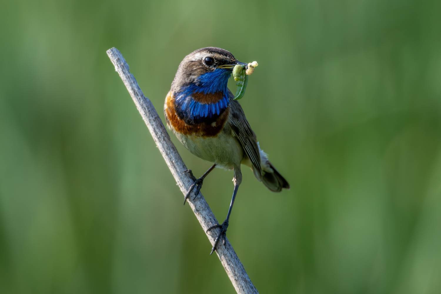 Птенчик варакушки