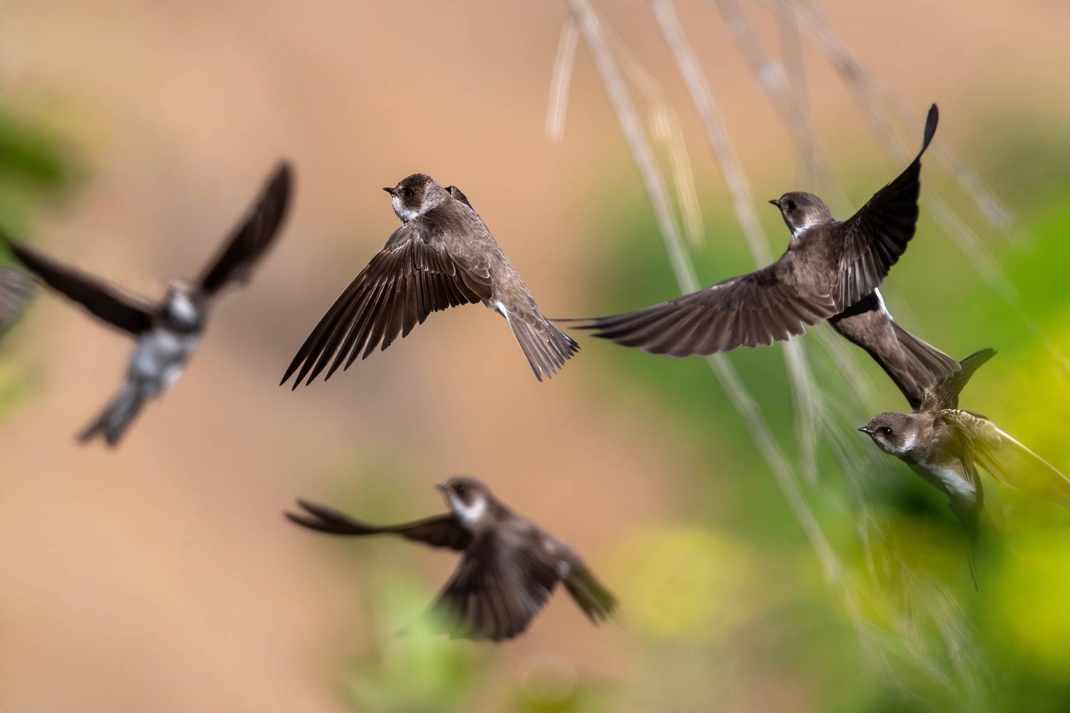 Фотография #13185288