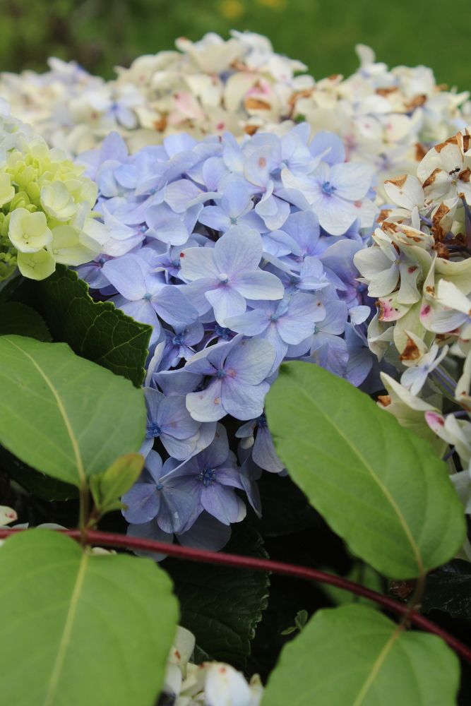 Photograph by Carina Ellis