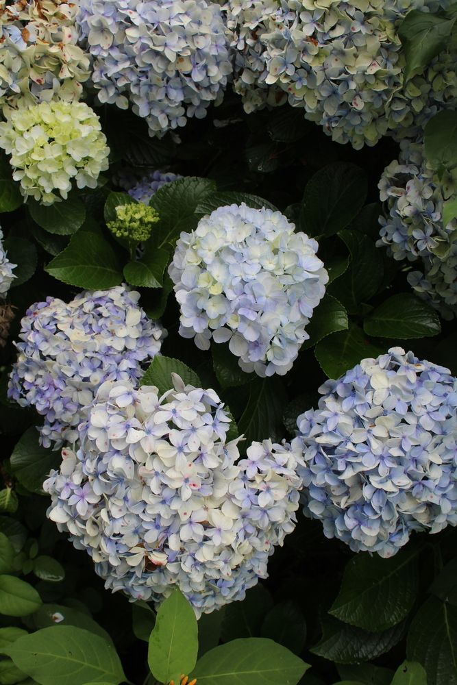 Photograph by Carina Ellis